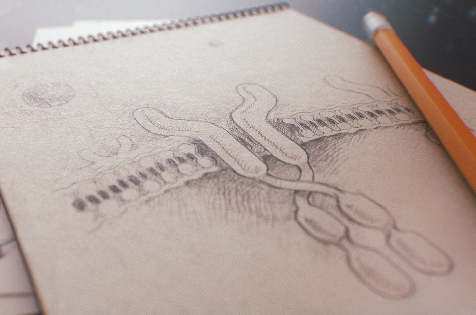 Treatment Unfold Inside the Bone Marrow